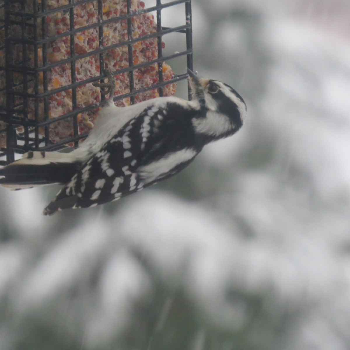 セジロコゲラ - ML646706398