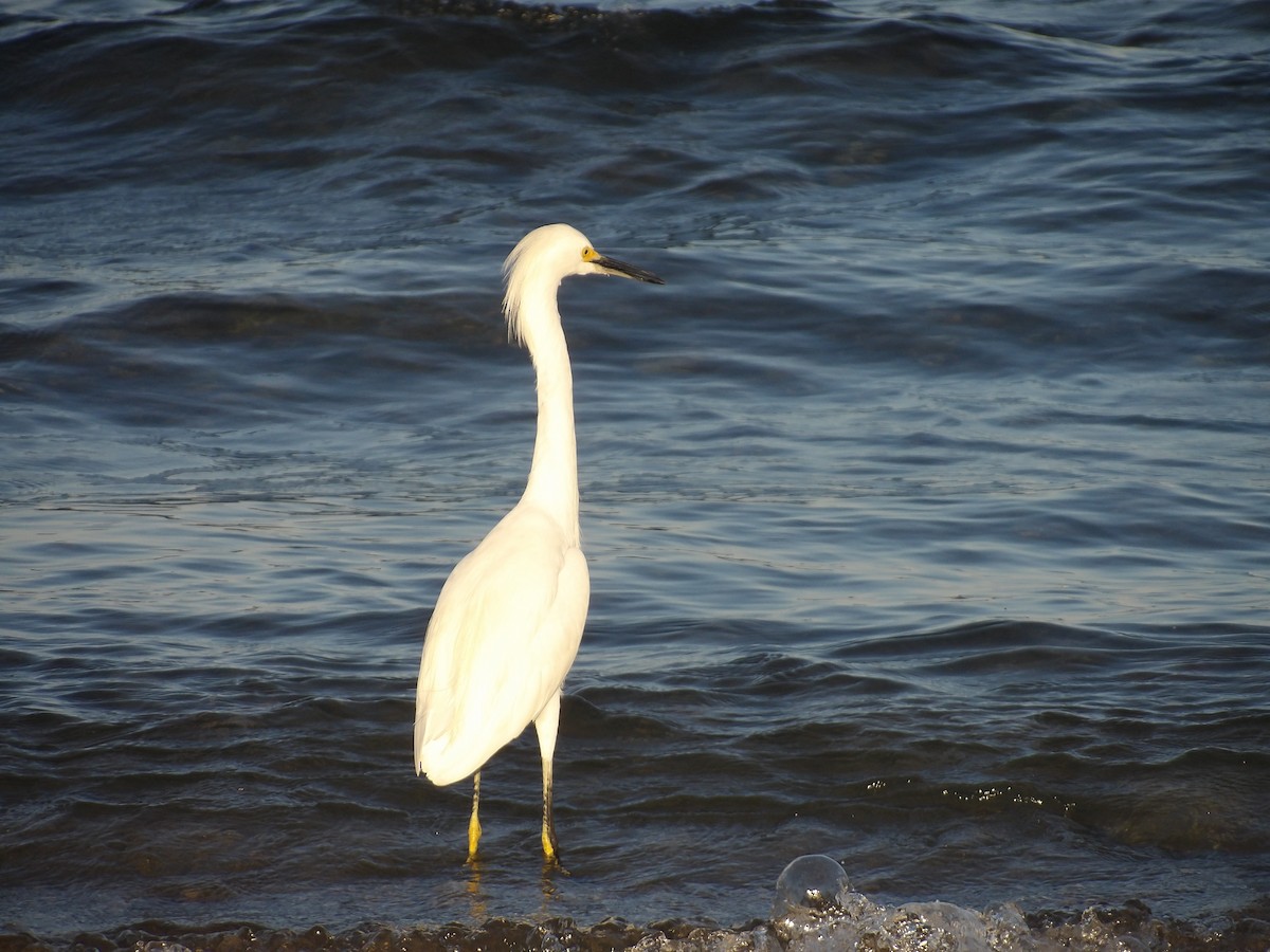 Snowy Egret - ML646706399