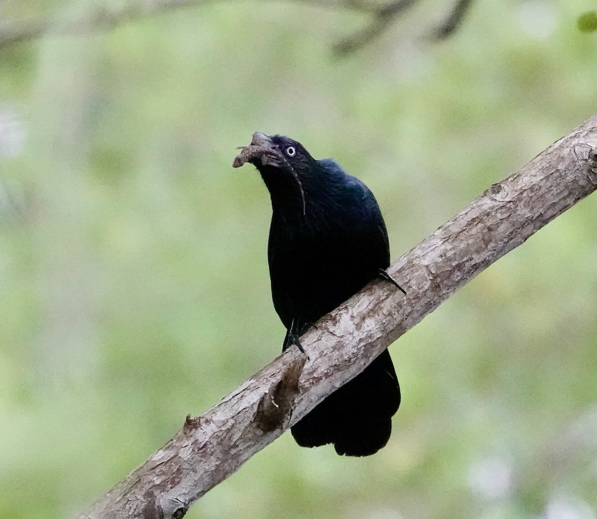 Greater Ani - ML646706401