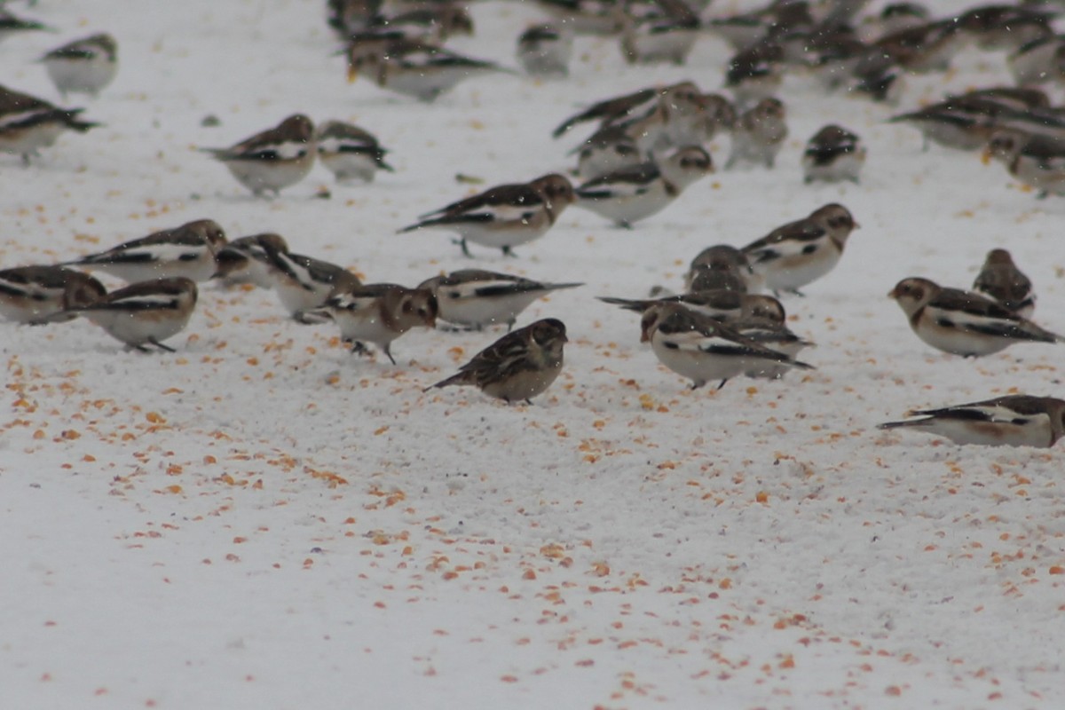 lappspurv - ML646706402