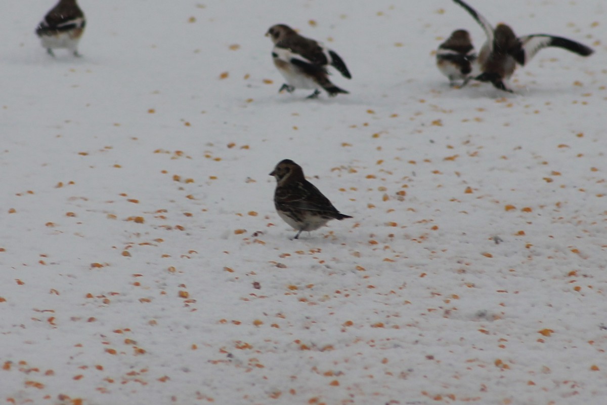 lappspurv - ML646706403