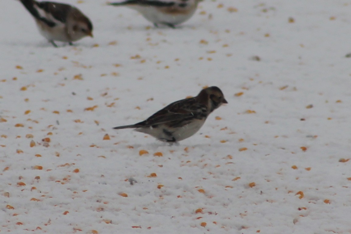 lappspurv - ML646706404