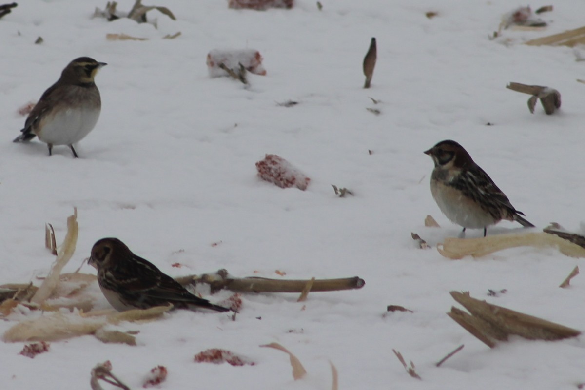 lappspurv - ML646706405