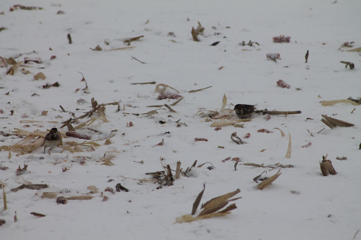 lappspurv - ML646706406