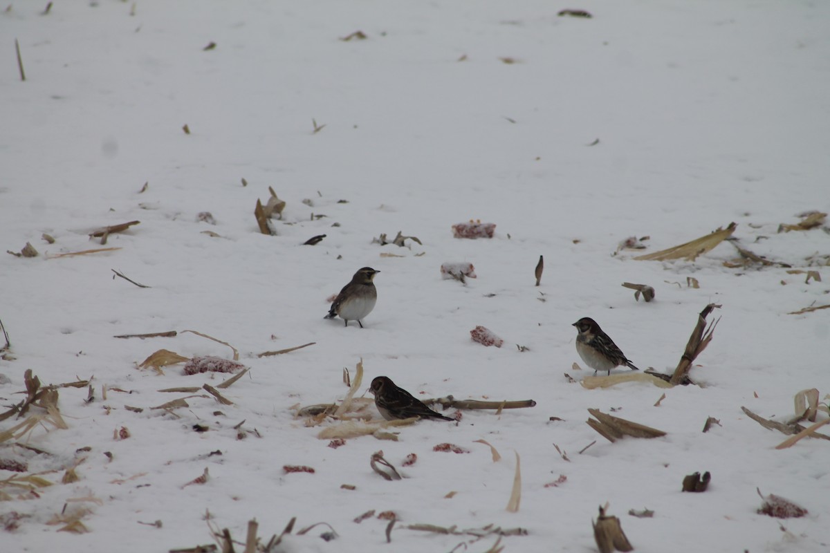 lappspurv - ML646706407