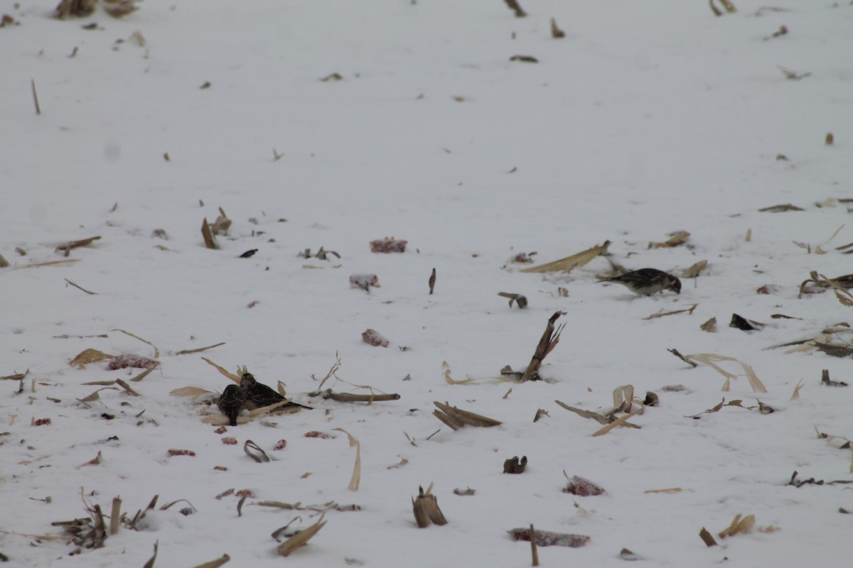 lappspurv - ML646706408