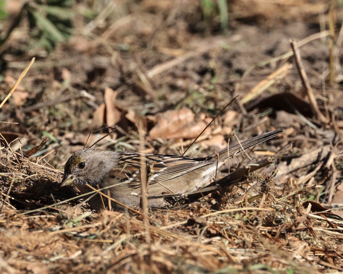 Golden-crowned Sparrow - ML646706409