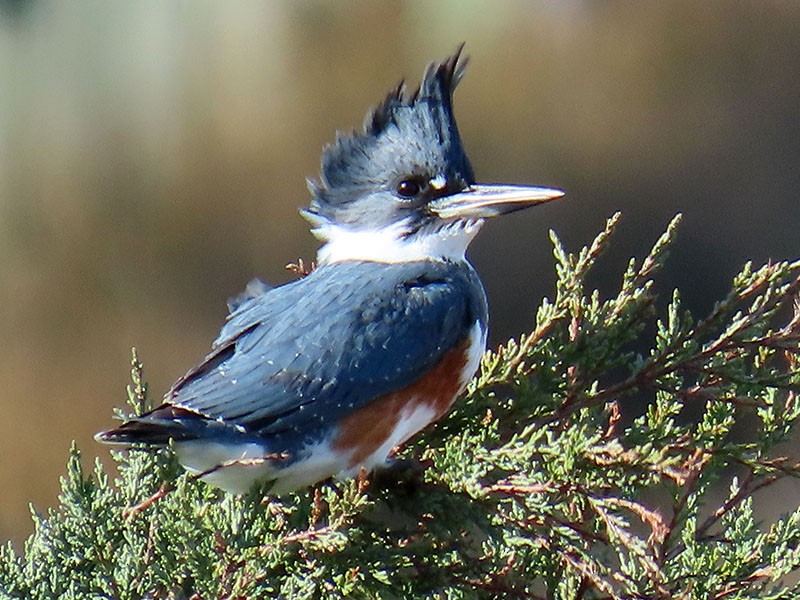 Gürtelfischer - ML646706410