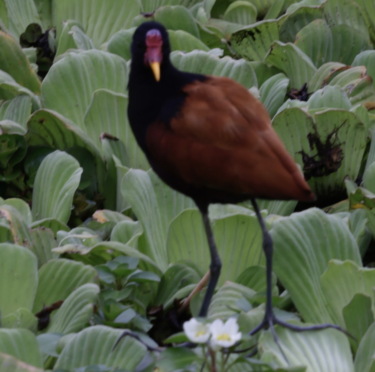 Wattled Jacana - ML646706411