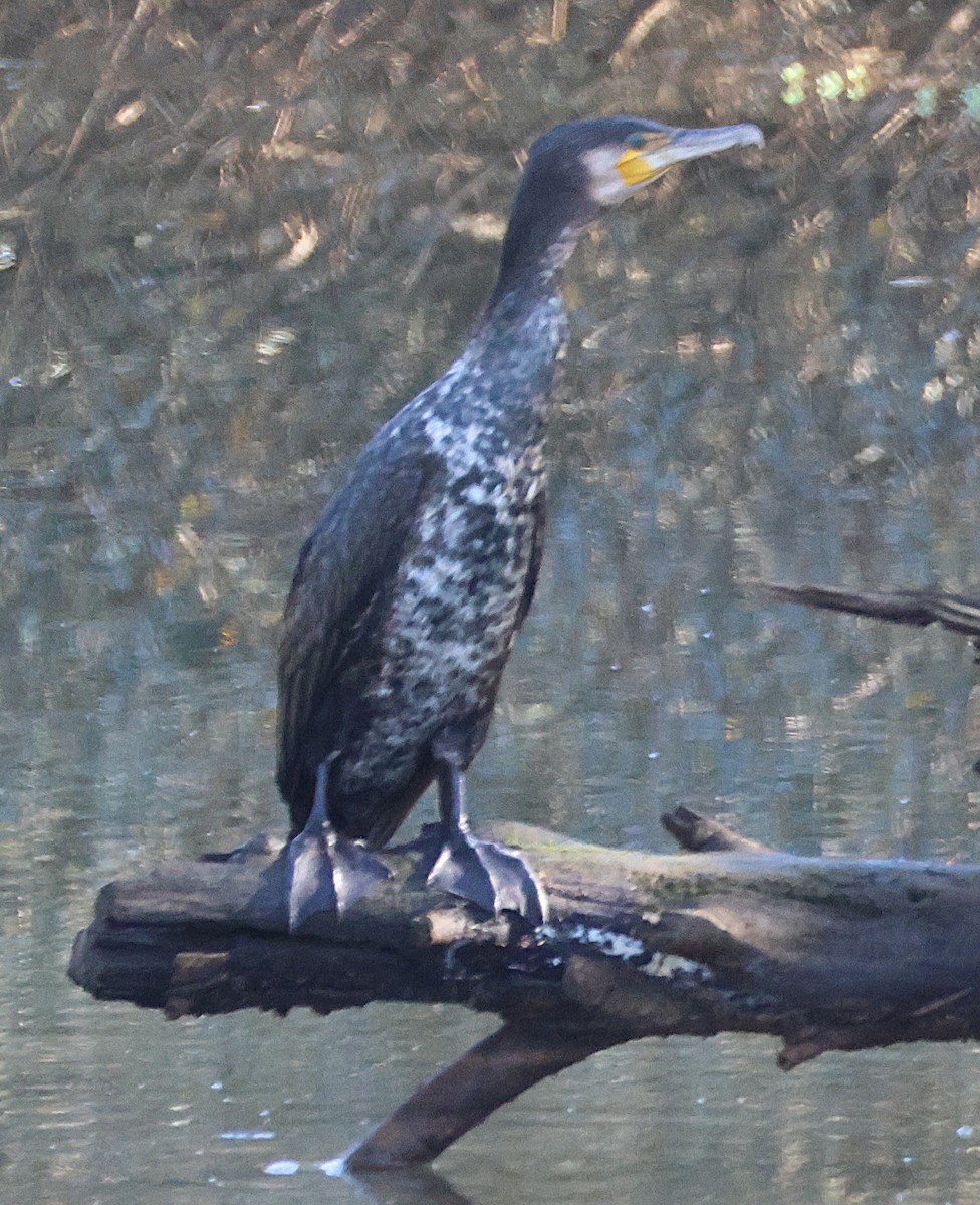 Great Cormorant - ML646706412