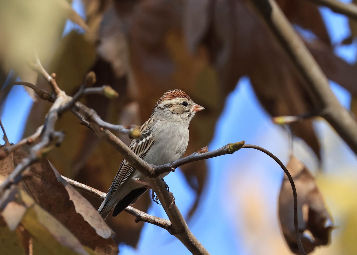 Chipping Sparrow - ML646706413
