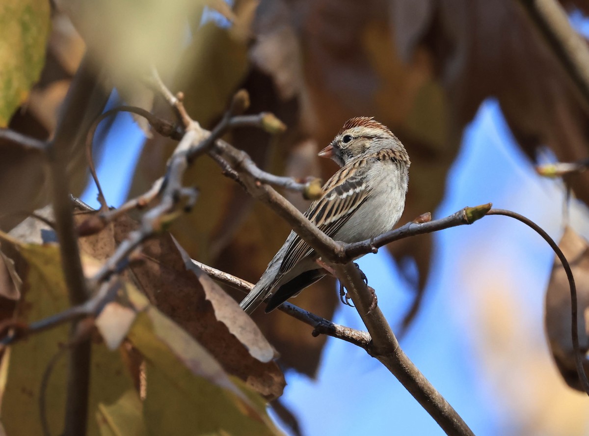 Chipping Sparrow - ML646706414