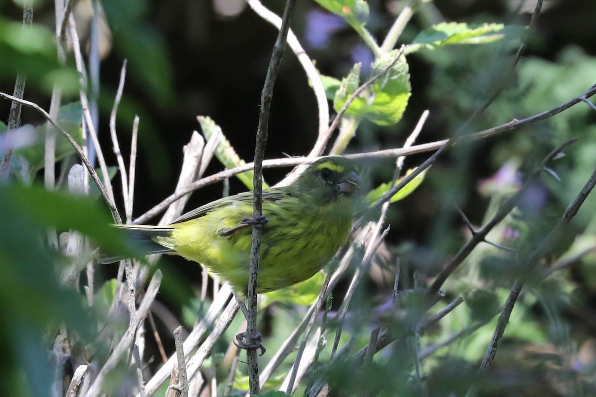 Forest Canary - ML646706415