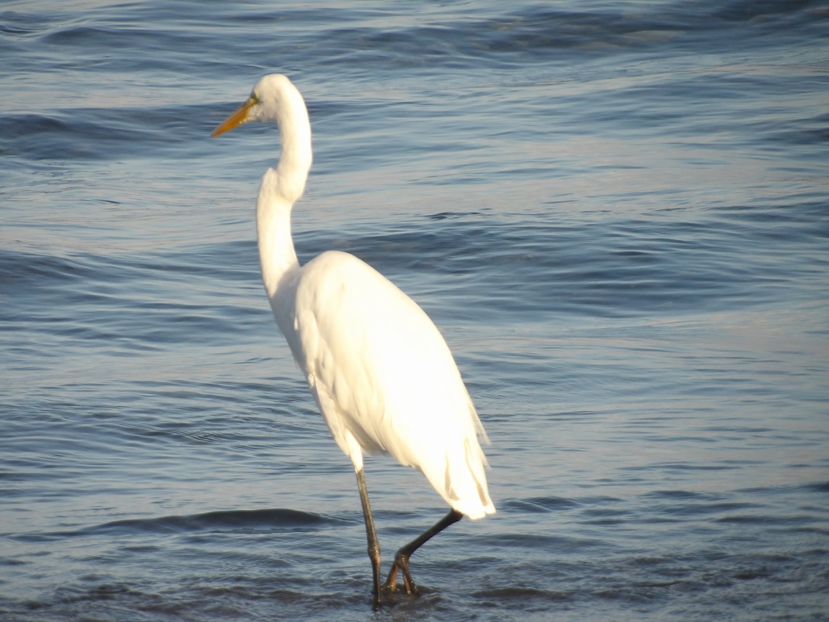 Great Egret - ML646706416