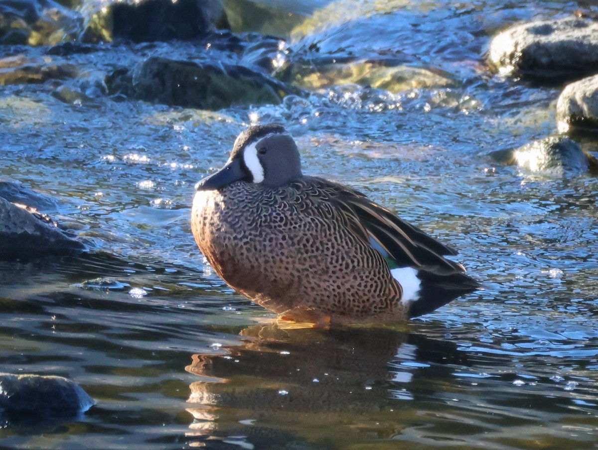 Zertzeta hegalurdina - ML646706433