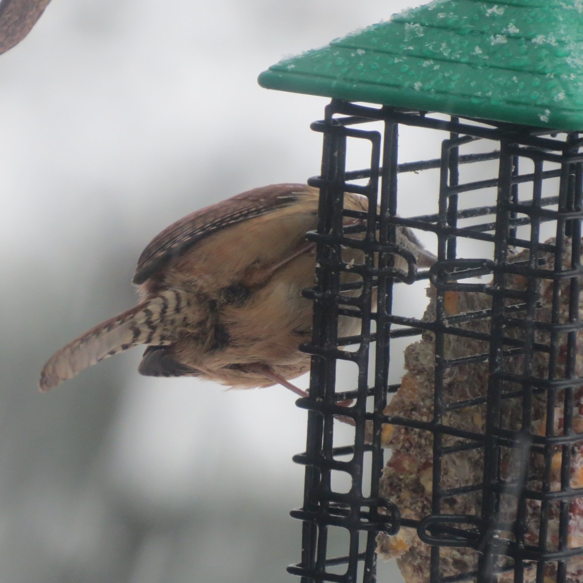 チャバラマユミソサザイ - ML646706434