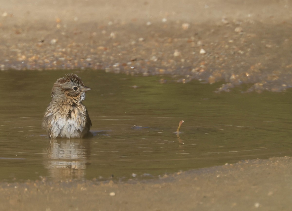 strnadec pruhohlavý - ML646706435