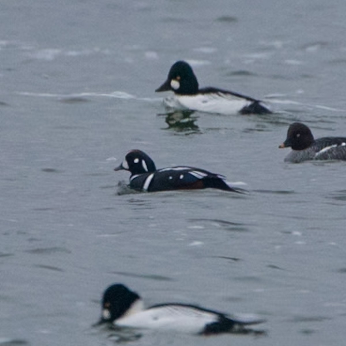 Harlequin Duck - ML646706436