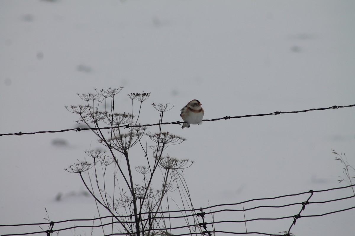 snøspurv - ML646706438