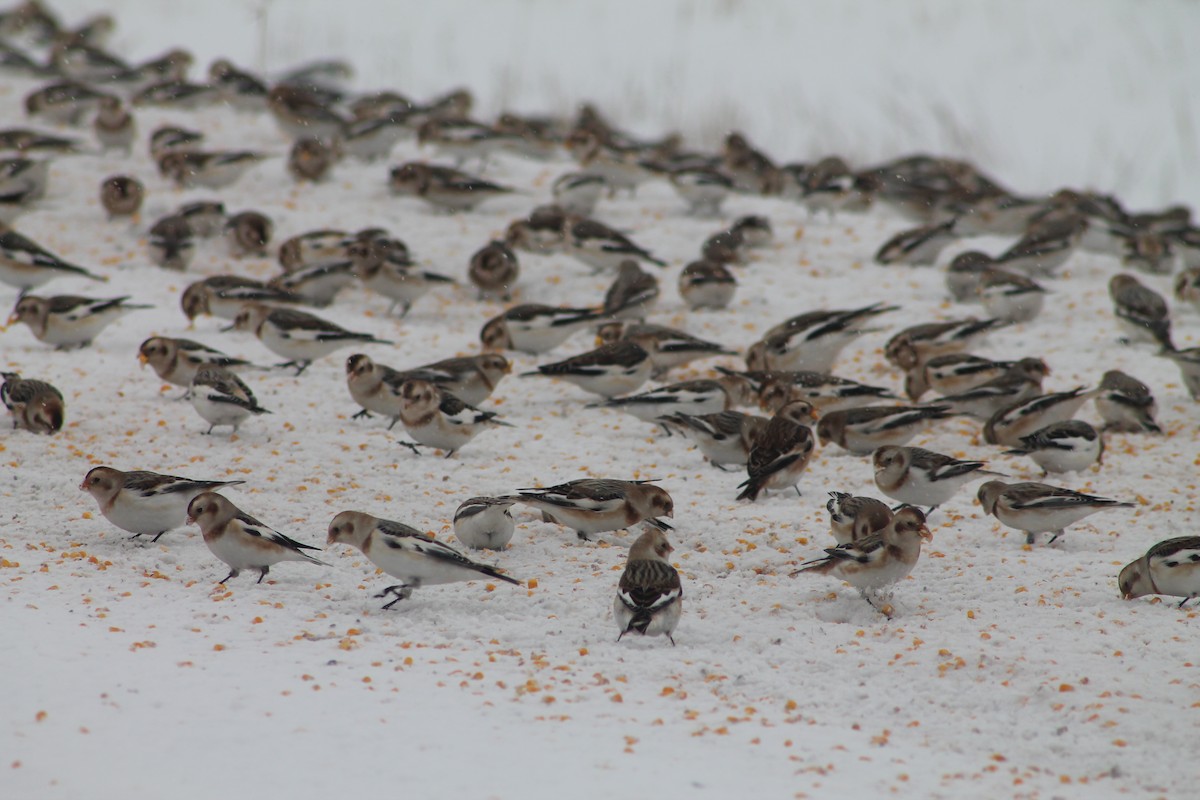 snøspurv - ML646706439