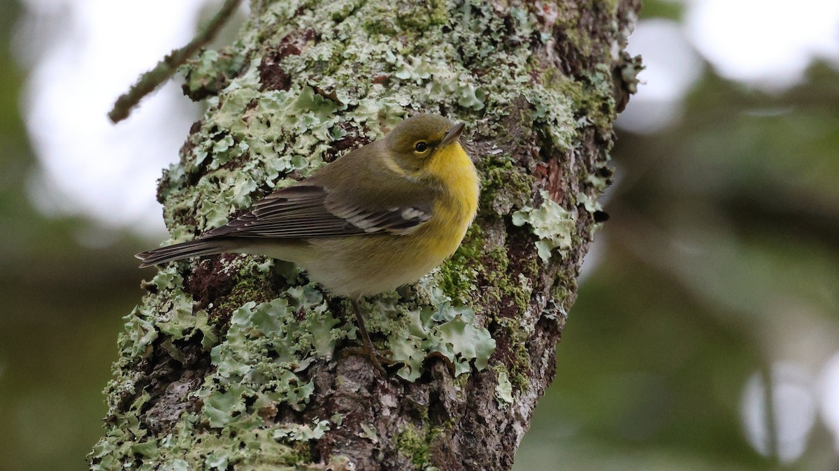 furuparula - ML646706440