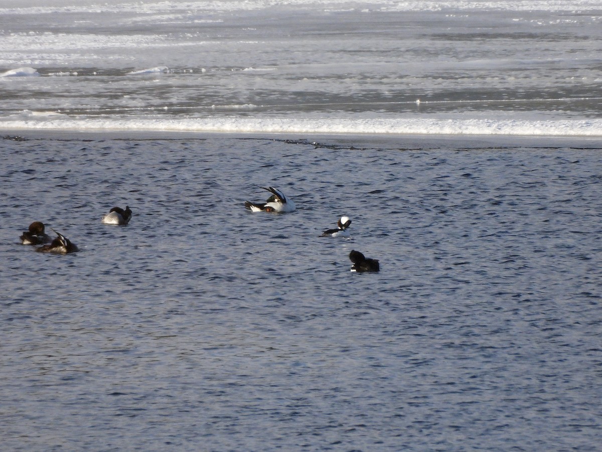 Гоголь-головастик - ML646706441