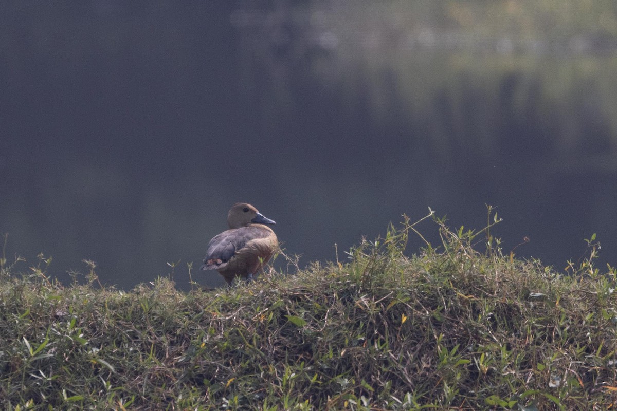 Lesser Whistling-Duck - ML646706442