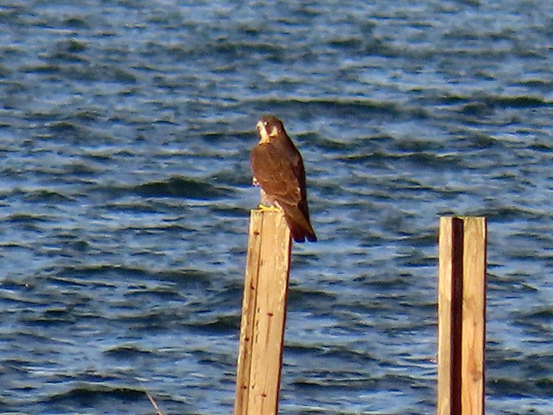 Wanderfalke - ML646706444