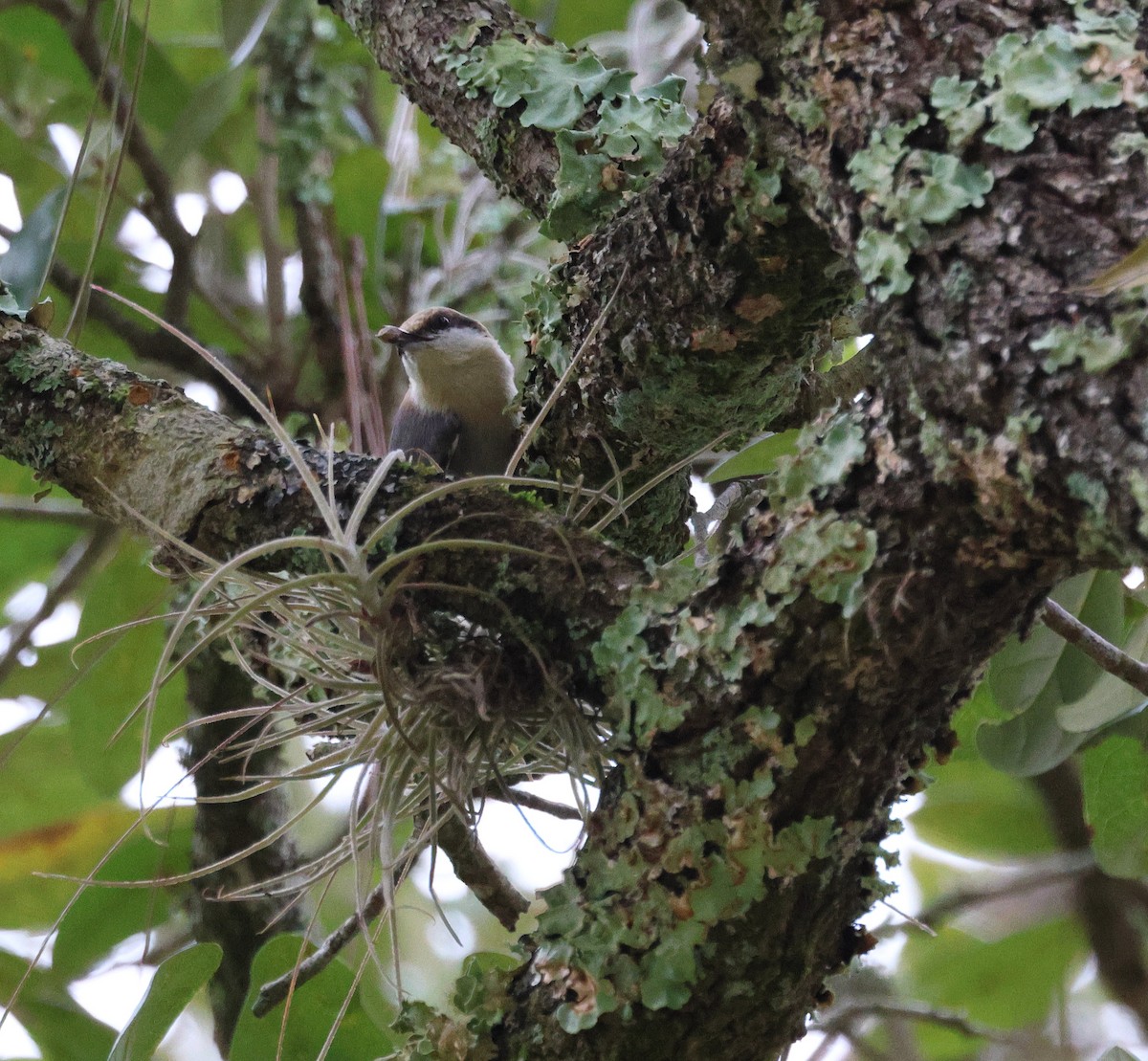 Sittelle à tête brune - ML646706448
