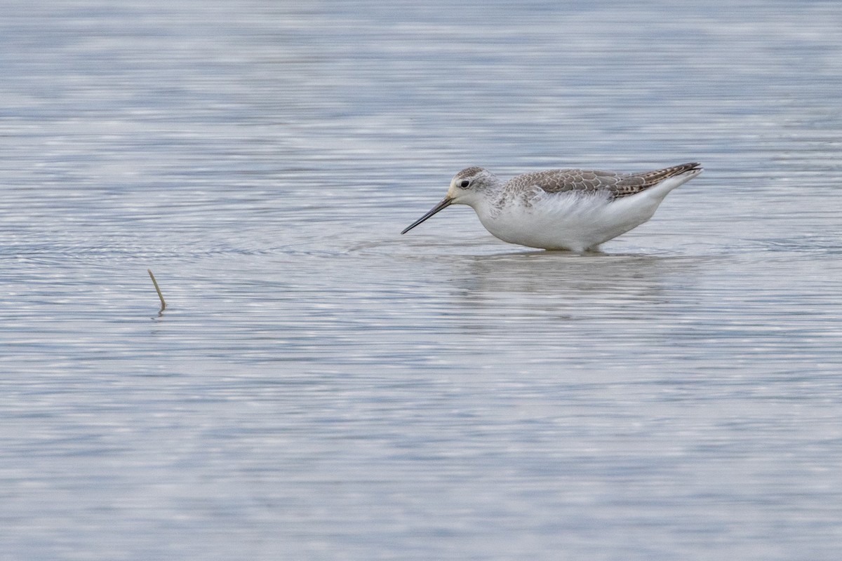 Urmael-kuliska - ML646706451