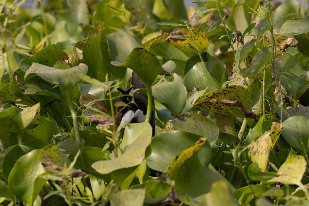 Gallinella d'acqua - ML646706454