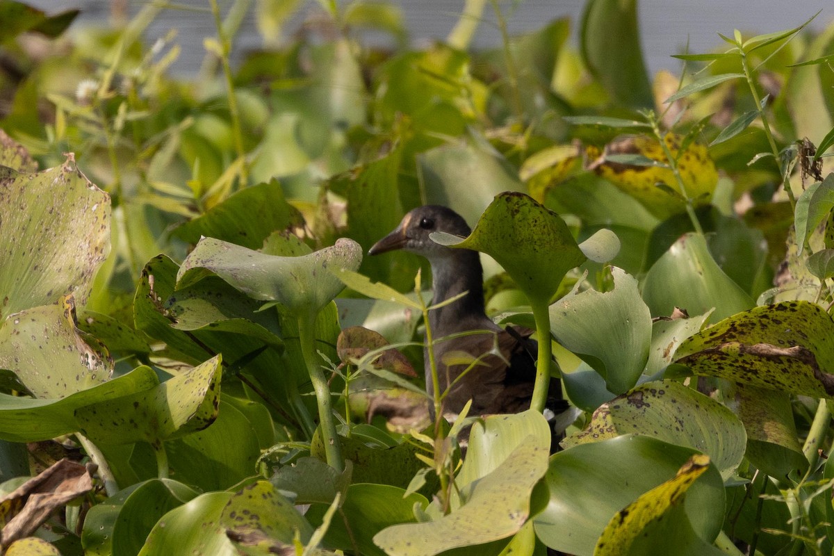 Gallinella d'acqua - ML646706455