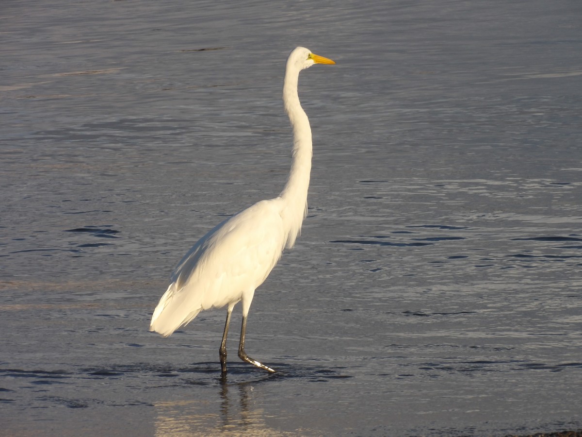 Great Egret - ML646706461