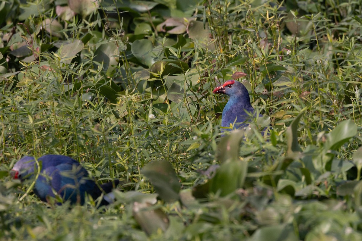 Pollo sultano testagrigia - ML646706464