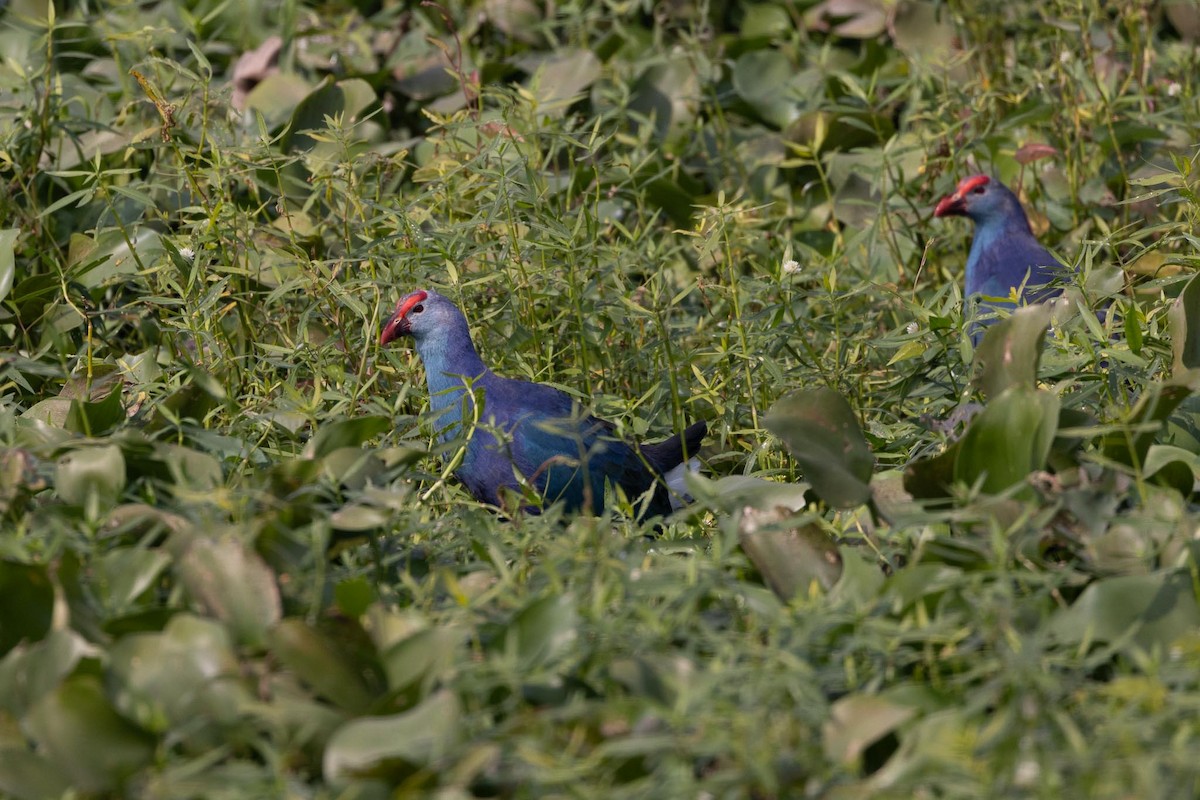 Pollo sultano testagrigia - ML646706465