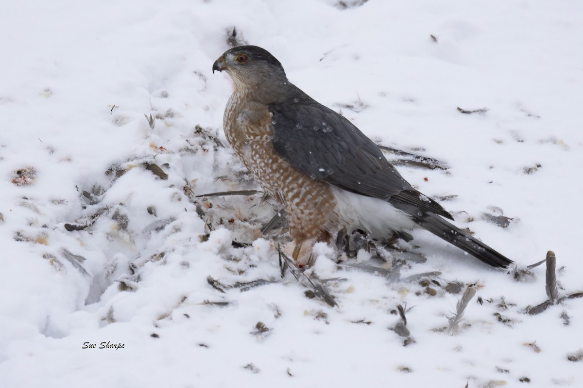 Gavilán de Cooper - ML646706467