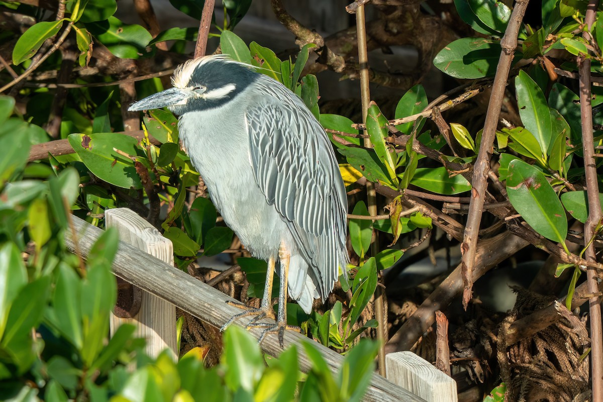 kvakoš žlutočelý - ML646706468