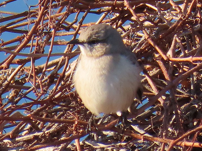 Gartenspottdrossel - ML646706470