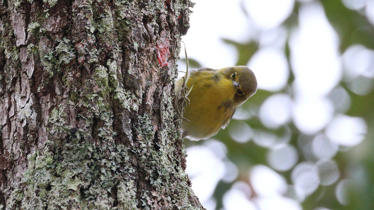 furuparula - ML646706478