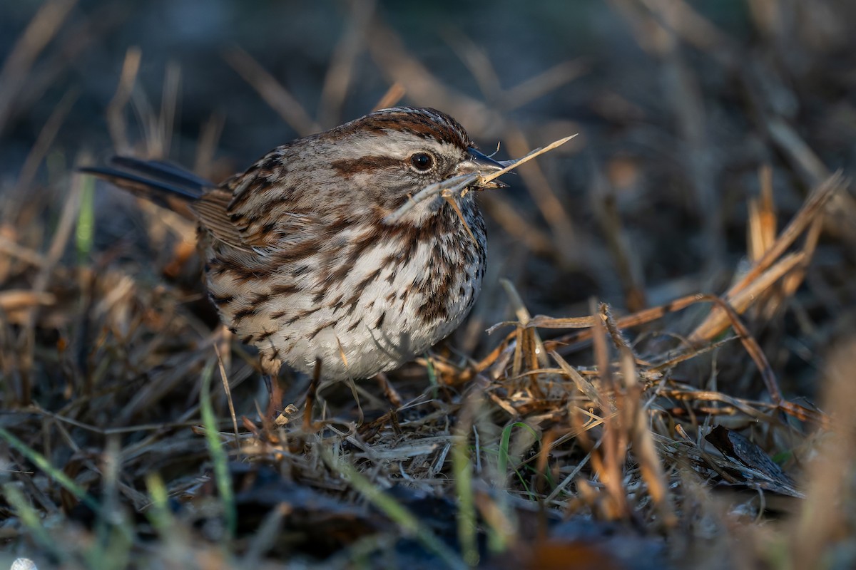 strnadec zpěvný - ML646706479