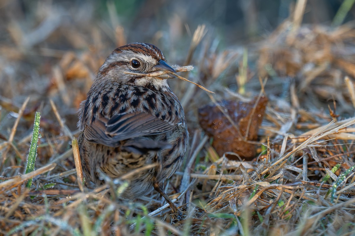 strnadec zpěvný - ML646706480