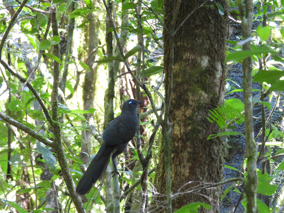 Коуа рудолобий - ML646706481