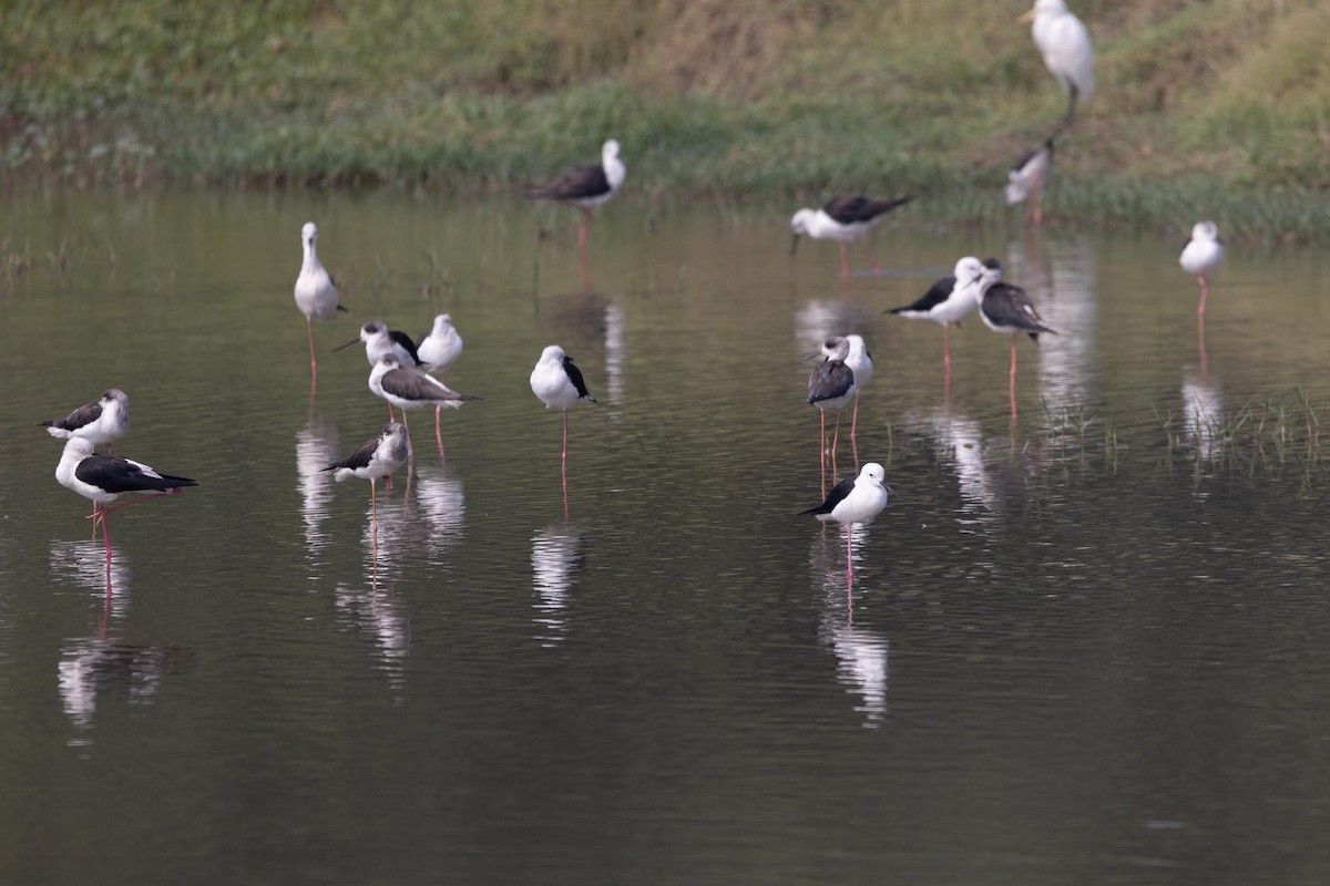 Cavaliere d'Italia - ML646706482