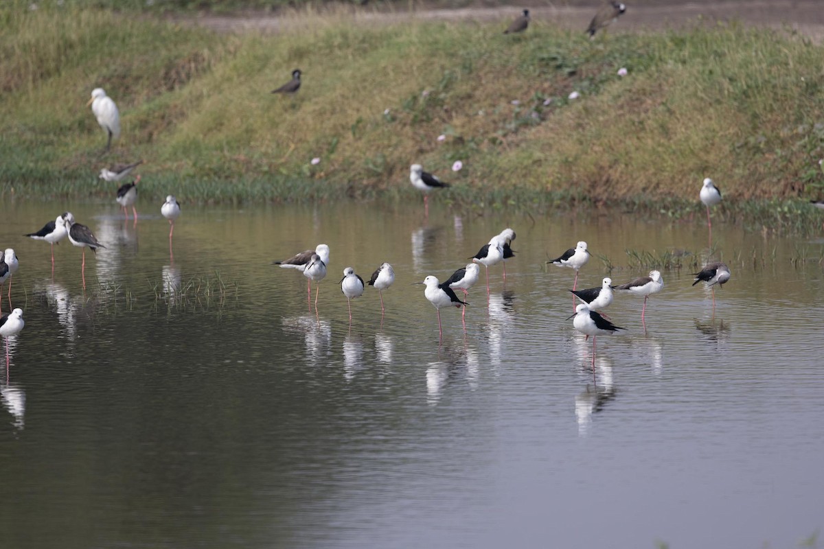 Cavaliere d'Italia - ML646706483