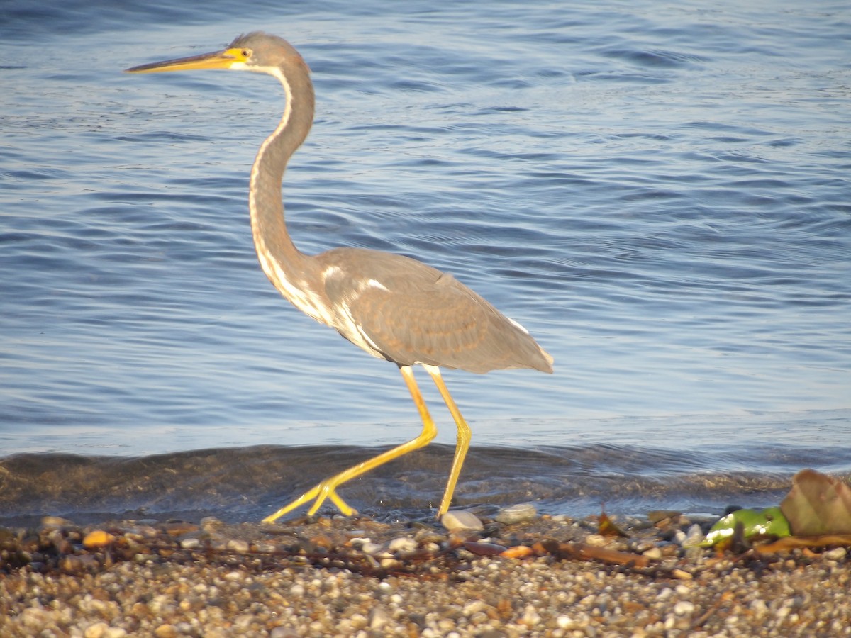 Tricolored Heron - ML646706487