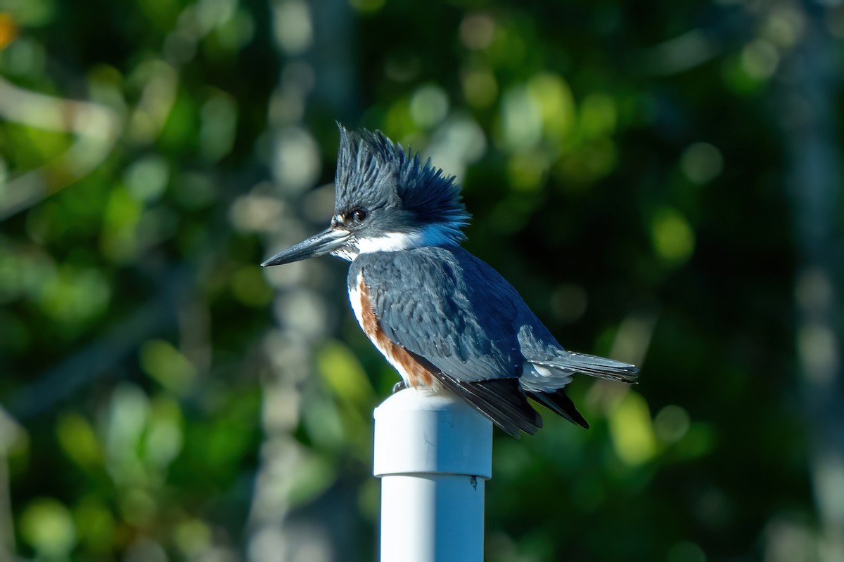 belteisfugl - ML646706488