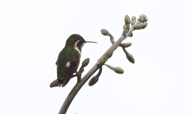 hvitbukkolibri - ML646706489