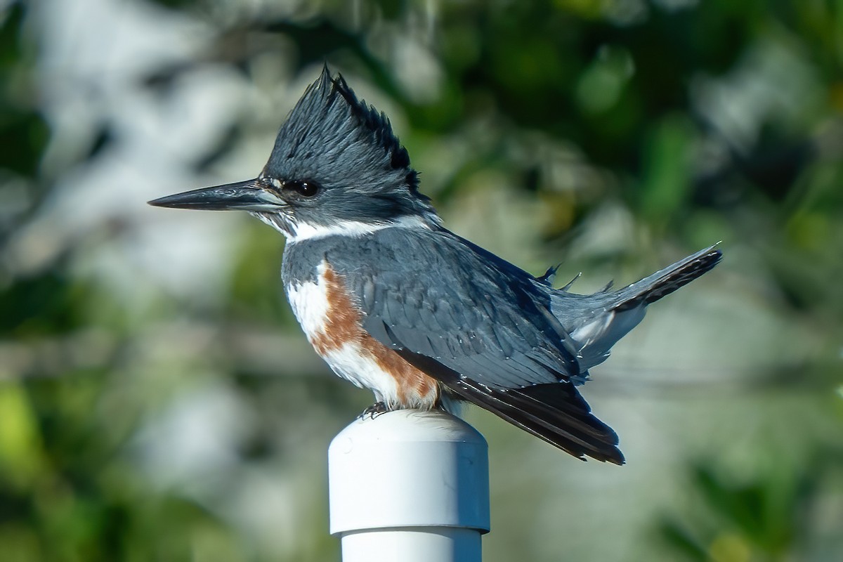 belteisfugl - ML646706491