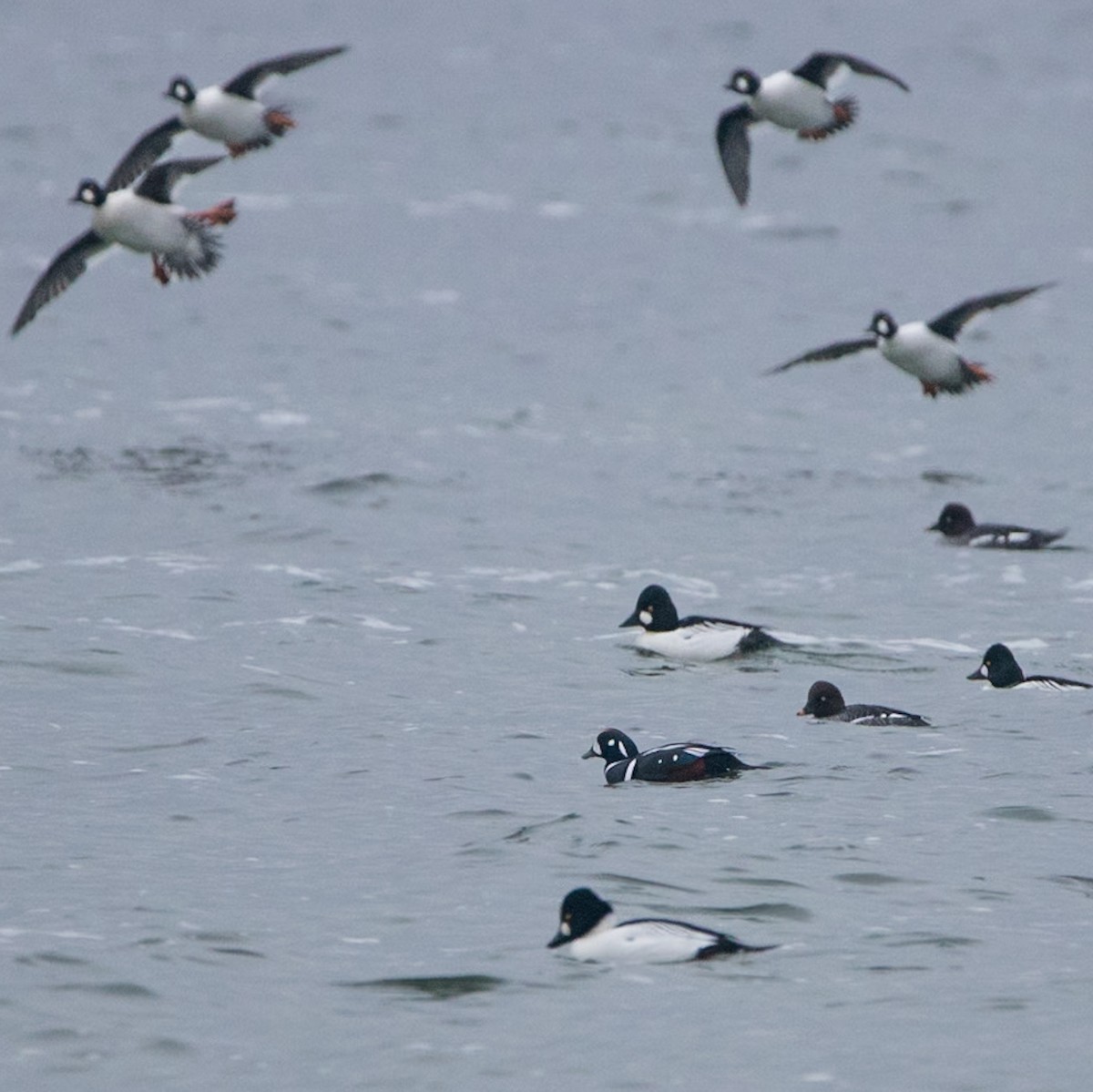 Harlequin Duck - ML646706492