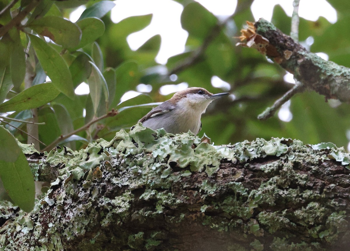 Sittelle à tête brune - ML646706496